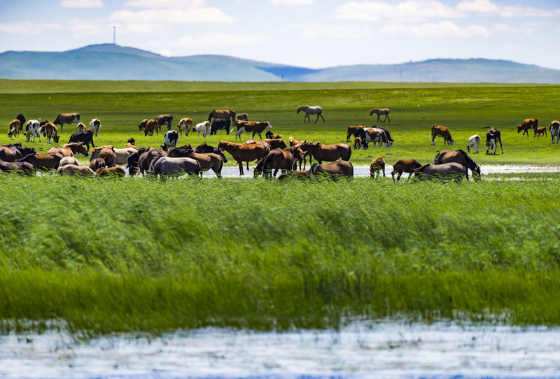 内蒙古独特风味探寻之旅,小巷中的美食秘境